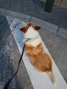 おしりに尻尾のあるコーギーブログの写真。コーギー犬の大集合に入れるかな？