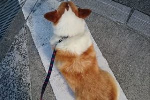 おしりに尻尾のあるコーギーブログの写真。コーギー犬の大集合に入れるかな？