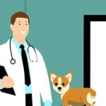 おしりにしっぽのあるコーギーブログの写真。犬の健康
