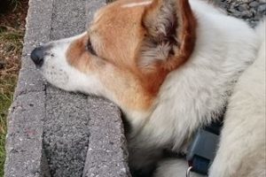おしりにしっぽのあるコーギーブログの写真。聞く耳をもたないコーギー犬