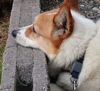 おしりにしっぽのあるコーギーブログの写真。聞く耳をもたないコーギー犬