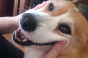 おしりにしっぽのあるコーギーブログの写真。おもちゃにされるコーギー犬
