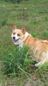 おしりに尻尾のあるコーギーブログの写真。今日からブログを公開するコーギー犬