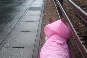 おしりにしっぽのあるコーギーブログの写真。雨の日のお散歩