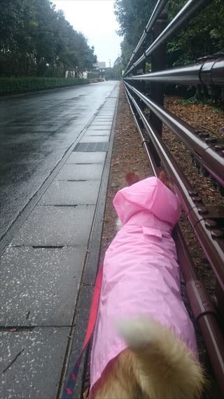 おしりにしっぽのあるコーギーブログの写真。雨の日のお散歩