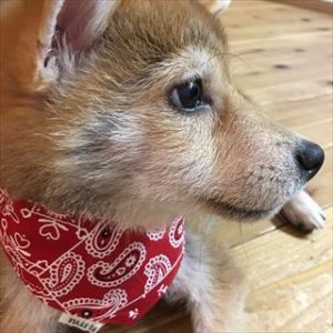 お尻にしっぽのあるコーギーのブログ画像。犬の健康