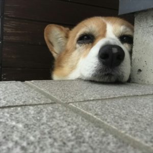 コーギーのブログ
