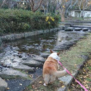 コーギーブログ