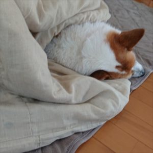 コーギーブログ