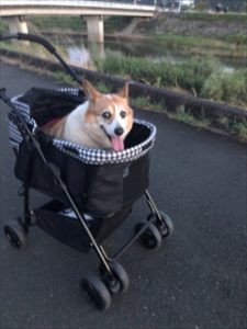 コーギーブログ