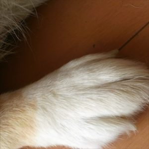 コーギーブログ