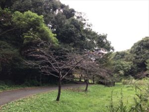 コーギーブログ