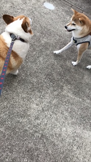 コーギー犬と柴犬